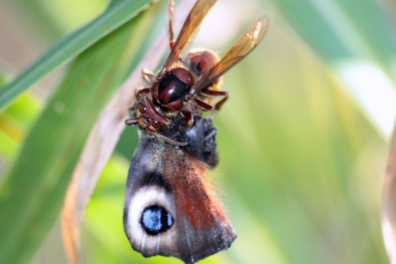lepidotteri e predatori